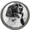 Black and white Irish Setter