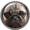 Pug