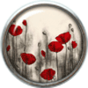 Red poppies