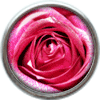 Pink rose