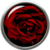 Red rose